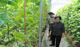 紫妹吃瓜爆料是真的吗,真相揭秘还是无稽之谈？